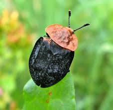 Attēlu rezultāti vaicājumam “Thecabius affinis imago”