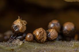 Attēlu rezultāti vaicājumam “Trichia crateriformis macro”