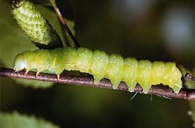 Attēlu rezultāti vaicājumam “Brachionycha nubeculosa”