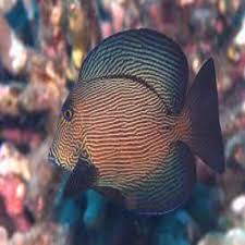 Image result for Ctenochaetus hawaiiensis