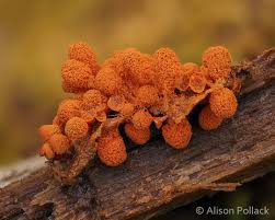 Attēlu rezultāti vaicājumam “Heterotrichia obvelata (syn. Arcyria obvelata) young”