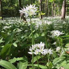 Image result for Bärlauch