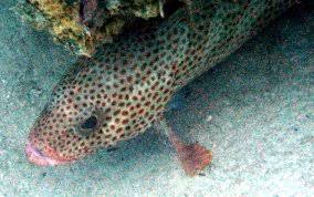 Image result for Epinephelus guttatus