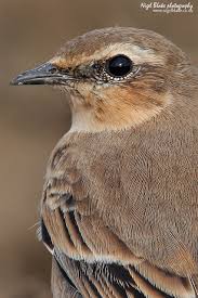 Attēlu rezultāti vaicājumam “Oenanthe oenanthe juvenile”