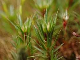 Attēlu rezultāti vaicājumam “Polytrichum strictum”