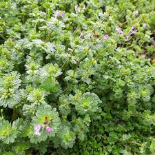 Attēlu rezultāti vaicājumam “Lamium amplexicaule flower”