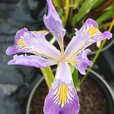 Attēlu rezultāti vaicājumam “Thuja plicata flower”