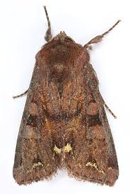 Attēlu rezultāti vaicājumam “Ceramica pisi”