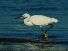 Attēlu rezultāti vaicājumam “Egretta garzetta”