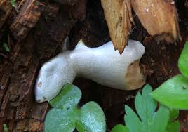 Attēlu rezultāti vaicājumam “Reticularia lycoperdon”