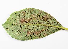 Attēlu rezultāti vaicājumam “Tranzschelia pruni-spinosae”