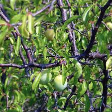 Attēlu rezultāti vaicājumam “Prunus (plum-tree) fruit”