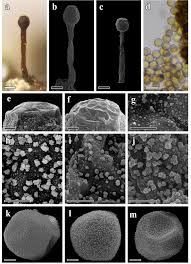 Attēlu rezultāti vaicājumam “Licea pusilla”