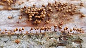 Attēlu rezultāti vaicājumam “Hemitrichia decipiens stalked”