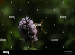 Attēlu rezultāti vaicājumam “Chrysotoxum sp.”