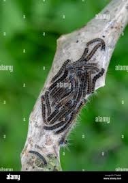 Attēlu rezultāti vaicājumam “Malacosoma neustria larva”