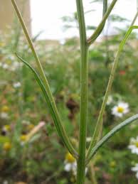 Attēlu rezultāti vaicājumam “Crepis tectorum flower”