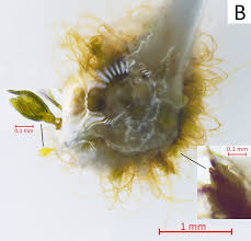 Attēlu rezultāti vaicājumam “Homalia trichomanoides sporophyte”