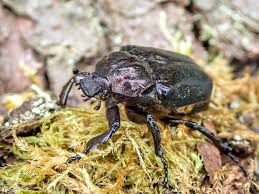 Attēlu rezultāti vaicājumam “Osmoderma barnabita imago”