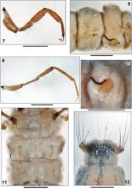 Attēlu rezultāti vaicājumam “Mellicta athalia larva”