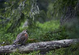 Attēlu rezultāti vaicājumam “Tetrastes bonasia juvenile”