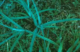 Attēlu rezultāti vaicājumam “Licea pygmaea sessile”