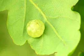 Attēlu rezultāti vaicājumam “Cynips quercusfolii”