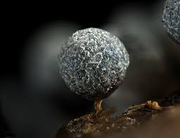 Attēlu rezultāti vaicājumam “Badhamia dubia”