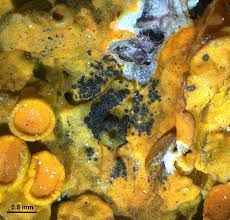 Attēlu rezultāti vaicājumam “Lichenoconium xanthoriae”