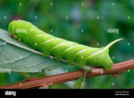 Attēlu rezultāti vaicājumam “Sphinx ligustri larva”