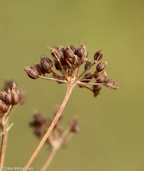 Image result for Pimpinella saxifraga