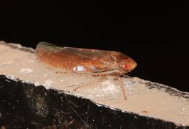 Attēlu rezultāti vaicājumam “Paramesus obtusifrons”