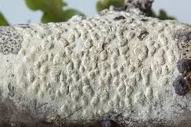 Attēlu rezultāti vaicājumam “Pertusaria leioplaca”