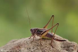 Attēlu rezultāti vaicājumam “Metrioptera brachyptera”