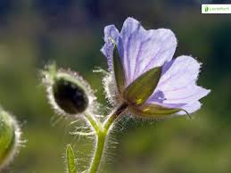 Attēlu rezultāti vaicājumam “Geranium bohemicum leaf”