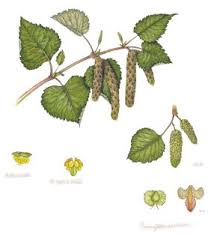 Attēlu rezultāti vaicājumam “Betula pubescens”