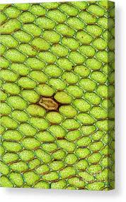 Attēlu rezultāti vaicājumam “Cinclidium stygium macro”