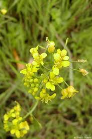 Attēlu rezultāti vaicājumam “Rorippa sylvestris”