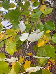 Attēlu rezultāti vaicājumam “Populus x canescens”