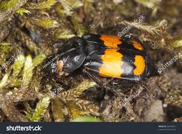 Attēlu rezultāti vaicājumam “Nicrophorus investigator”