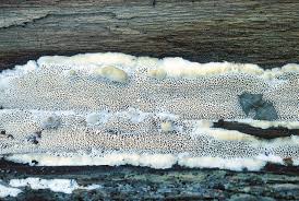 Attēlu rezultāti vaicājumam “Leucogyrophana sororia”