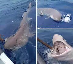 Image result for Hexanchus griseus