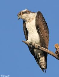 Image result for Pandion haliaetus