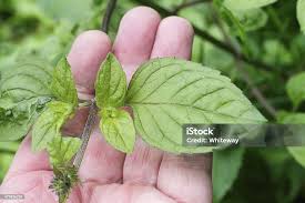 Attēlu rezultāti vaicājumam “Mentha aquatica leaf”