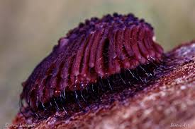 Attēlu rezultāti vaicājumam “Stemonitis splendens macro”