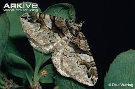 Attēlu rezultāti vaicājumam “Pareulype berberata”