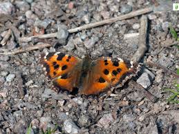 Attēlu rezultāti vaicājumam “Nymphalis xanthomelas”