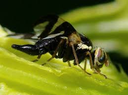 Attēlu rezultāti vaicājumam “Urophora cardui”