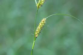 Attēlu rezultāti vaicājumam “Carex hirta”