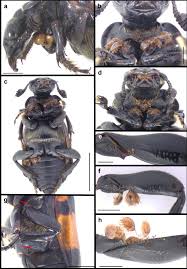 Attēlu rezultāti vaicājumam “Nicrophorus vespillo”